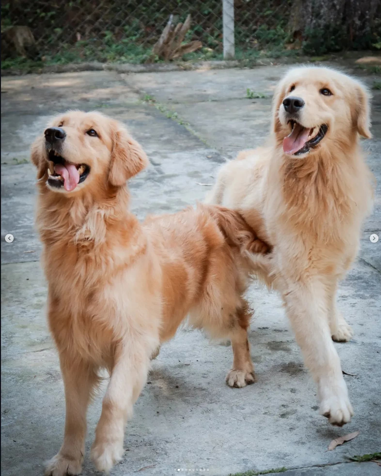 Dois Golden Retrievers adultos no Canil Good Leisure