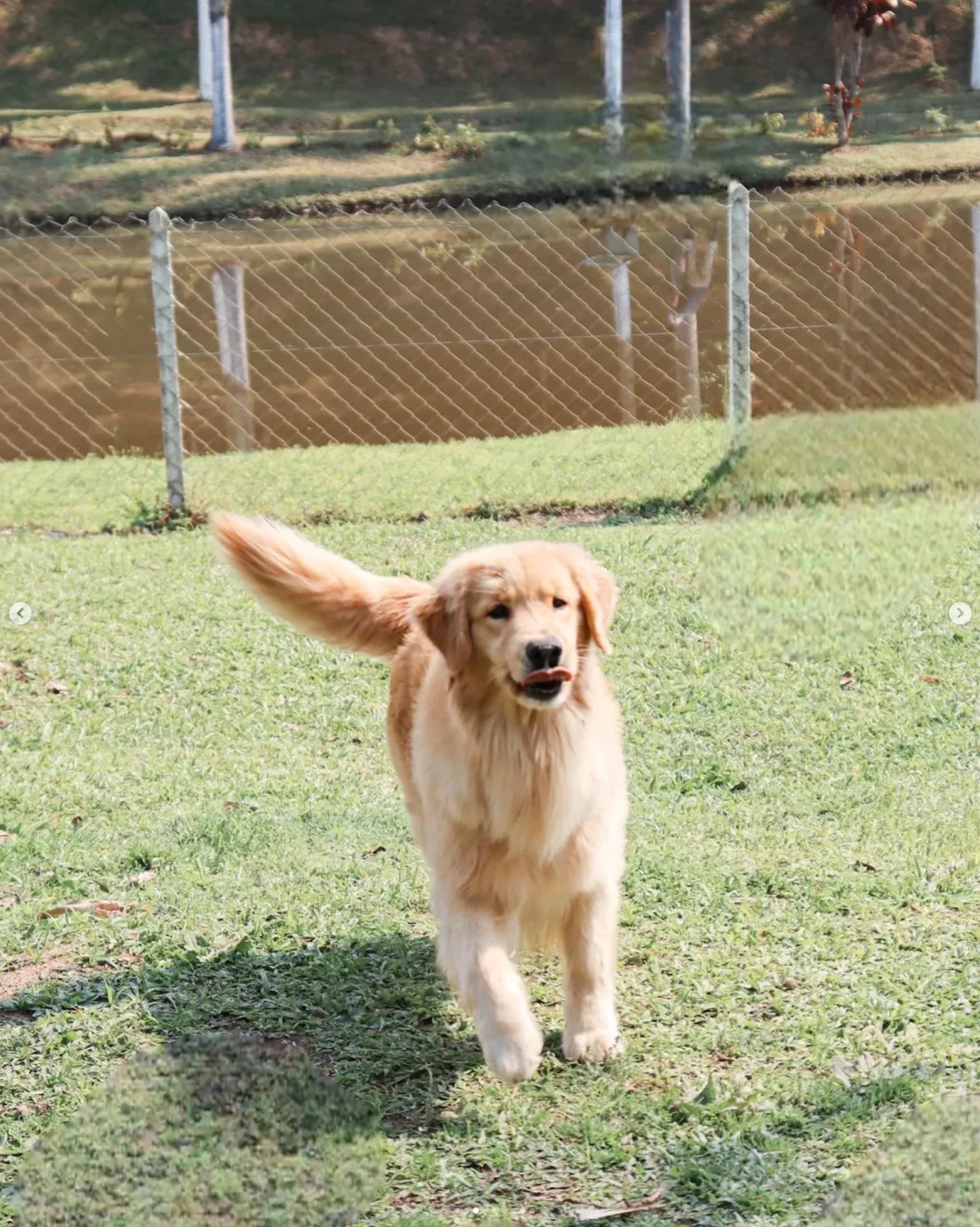 Golden Retriever correndo em direção à câmera no gramado do canil